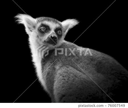 Portrait of a ringtailed lemur looking over its shoulder in a black and white image Portrait of a ringtailed lemur looking over its shoulder in a black and white image 76007549
