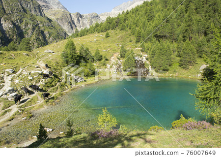Lac Bleu lake landscape with cows in Switzerland 76007649