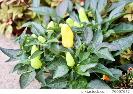 Small green pepper Small green pepper 76007672
