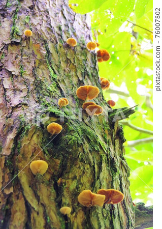 Mushroom growing from a tree Mushroom growing from a tree 76007802