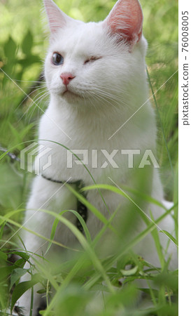 white cat with one eye on the walk 76008005