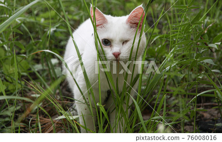 white cat with one eye on the walk 76008016