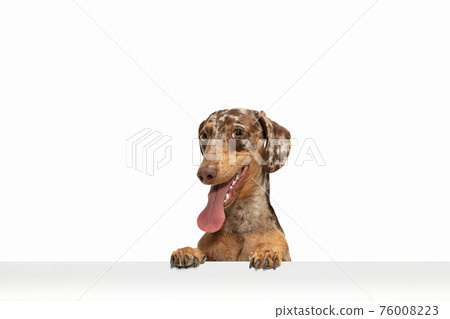 Cute puppy of Dachshund dog posing isolated over white background Cute puppy of Dachshund dog posing isolated over white background 76008223