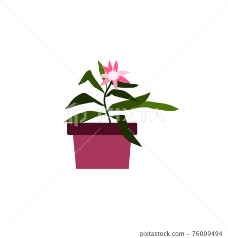 Blooming house plant in flower pot, flat cartoon vector illustration isolated. Blooming house plant in flower pot, flat cartoon vector illustration isolated. 76009494