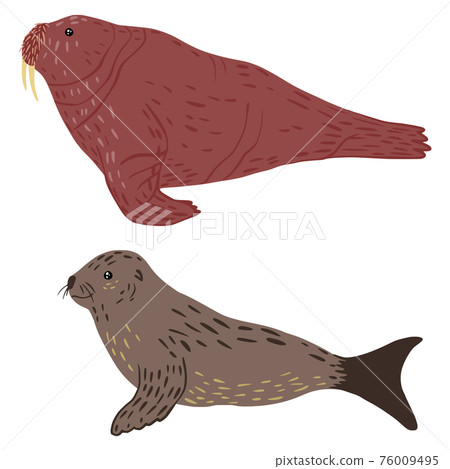 Set fur seal and walrus isolated on white background. Cute animals gray and brown color character design from arctic. Set fur seal and walrus isolated on white background. Cute animals gray and brown color character design from arctic. 76009495