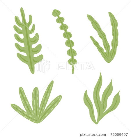 Set green seaweed isolated on white background. Abstract marine algae different Codium, Laminaria, Ulva, Caulerpa. Sketch in style doodle. 76009497
