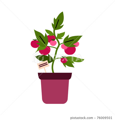 Tomato bush in pot for houseplants cartoon flat vector illustration isolated. Tomato bush in pot for houseplants cartoon flat vector illustration isolated. 76009501