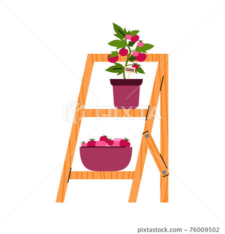 Tomato bush in pot on wooden shelves, cartoon flat vector illustration isolated. Tomato bush in pot on wooden shelves, cartoon flat vector illustration isolated. 76009502