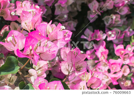 春天的九重葛 春天的九重葛 76009663