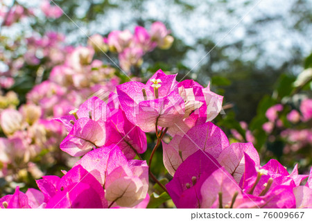 春天的九重葛 76009667