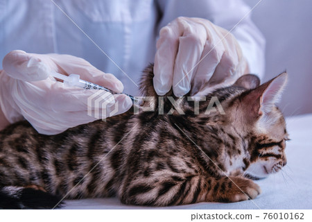 The vet gives the kitten an injection. Subcutaneous inoculation. Insulin shot 76010162