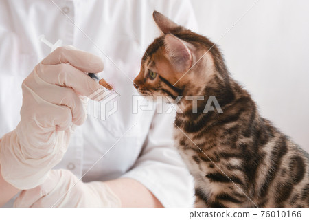 The veterinarian shows the kitten a syringe. Bengal kitten sits on the table in front of the doctor. The animal looks closely at the syringe. Vaccination concept. Animal treatment concept. Reception The veterinarian shows the kitten a syringe. Bengal kitten sits on the table in front of the doctor. The animal looks closely at the syringe. Vaccination concept. Animal treatment concept. Reception 76010166