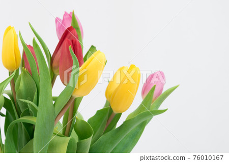 Tulips close-up on a white background. Different colors. Postcard, there is space for text. Background, texture. Spring and beauty Tulips close-up on a white background. Different colors. Postcard, there is space for text. Background, texture. Spring and beauty 76010167