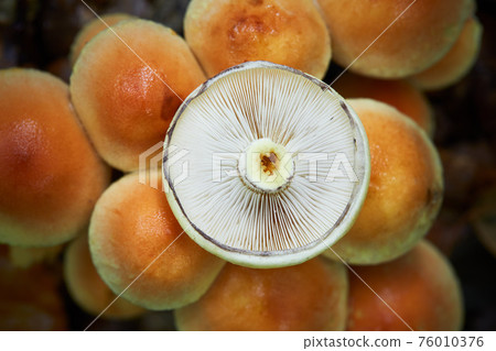 Hypholoma lateritium 76010376