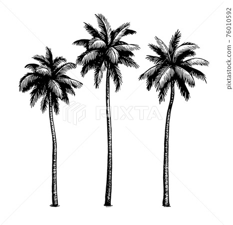 Coconut palm trees. 76010592