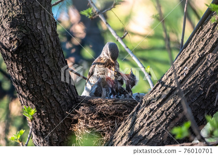 Thrush fieldfare feeding chicks with earthworms. Thrush, Turdus pilaris, with new born babies in the nest. 76010701