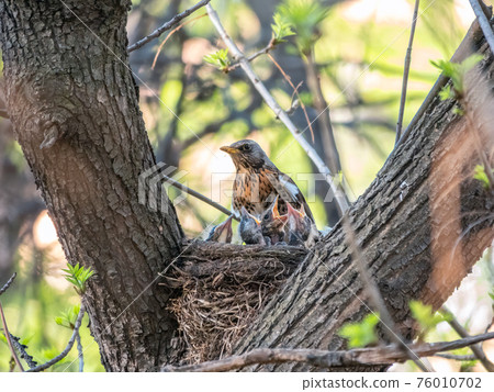 Thrush fieldfare, Turdus pilaris, in a nest with chicks Thrush fieldfare, Turdus pilaris, in a nest with chicks 76010702