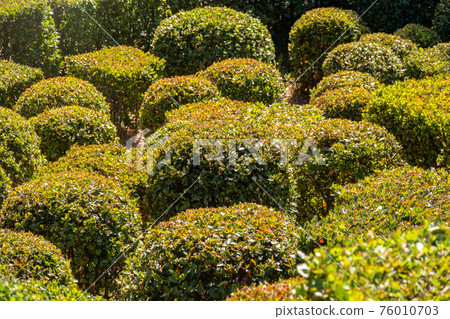 Neatly trimmed bushes in the summer or autumn park. 76010703
