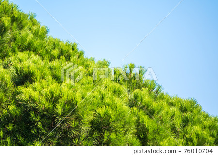 Green pine tree with long needles on a background of blue sky. Freshness, nature, concept. Latin: Pinus brutia Green pine tree with long needles on a background of blue sky. Freshness, nature, concept. Latin: Pinus brutia 76010704