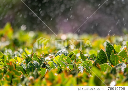 Trimmed bushes with spray of water from irrigation. Trimmed bushes with spray of water from irrigation. 76010706