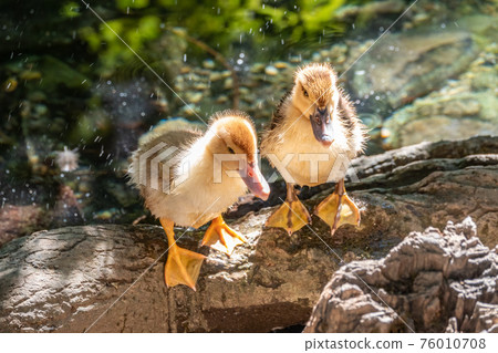 Cute little ducklings standing in a lake coast 76010708