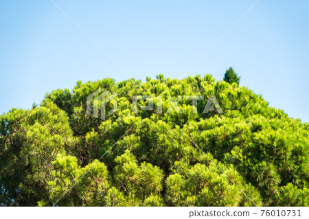 Green pine tree with long needles on a background of blue sky. Freshness, nature, concept. Latin: Pinus brutia 76010731