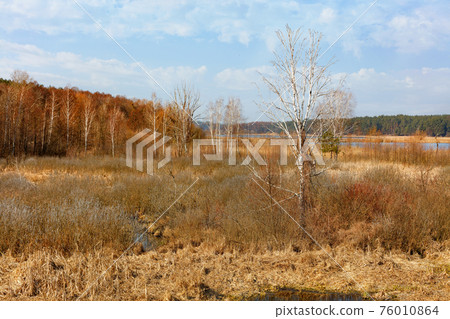 A young birch tree grows in a swampy meadow among yellow reeds and grass after hibernation. 76010864