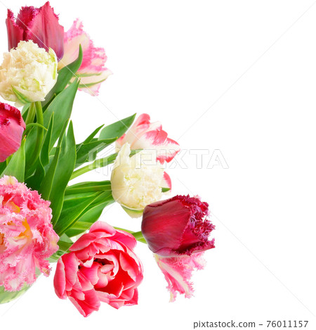 bouquet tulips on white background. Free space for text. 76011157