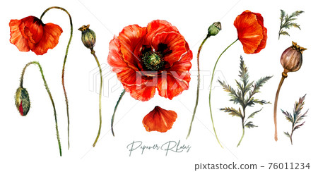 Collection of Red Poppies Watercolor Flowers 76011234
