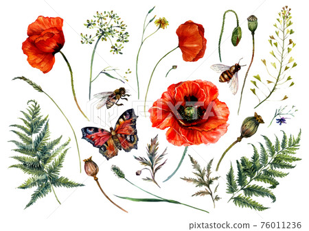 Watercolor Collection of Red Poppies and Meadow Plants 76011236