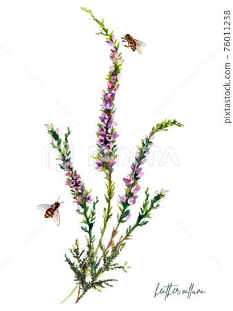Watercolor Botanical Illustration of Heather Flowers Bouquet 76011238
