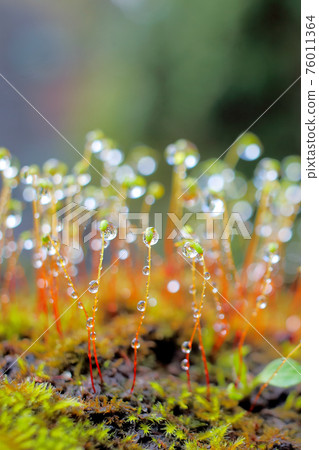 Moss moss drops Moss moss drops 76011364