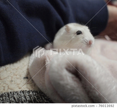 Yellow jungarian hamster Yellow jungarian hamster 76011692