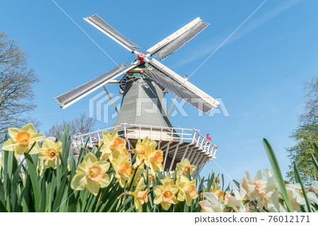 Beautiful white and yellow flowers in front of a windmill 76012171