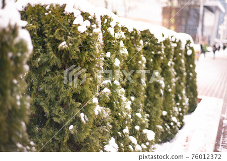 winter, green thuja bushes covered with white snow winter, green thuja bushes covered with white snow 76012372