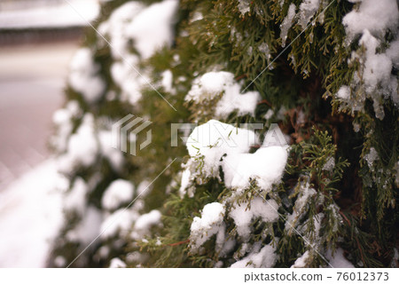 winter, green thuja bushes covered with white snow winter, green thuja bushes covered with white snow 76012373