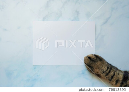 Kijitora 貓手模型和明亮木紋背景上的方形空白空間 76012893