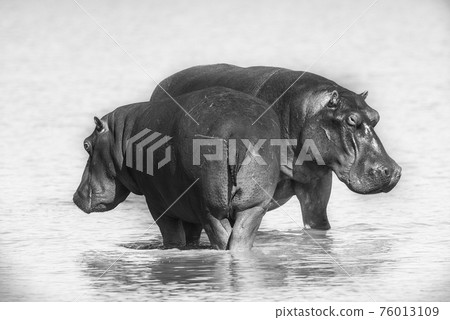 Hippopotamus , Kruger National Park , Africa 76013109