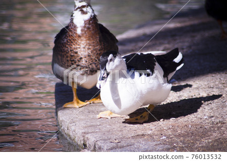 Duck living in an artificial city pond 76013532