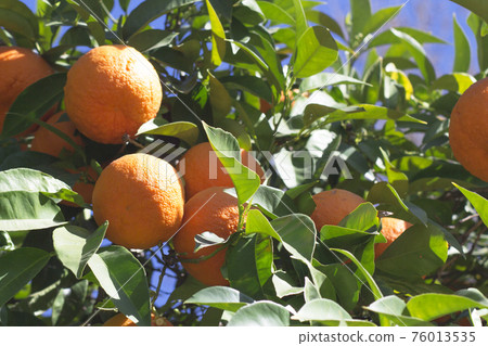 Orange tree in the sun with very green leaves 76013535