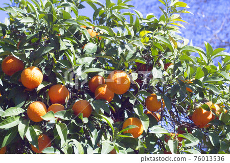 Orange tree in the sun with very green leaves 76013536