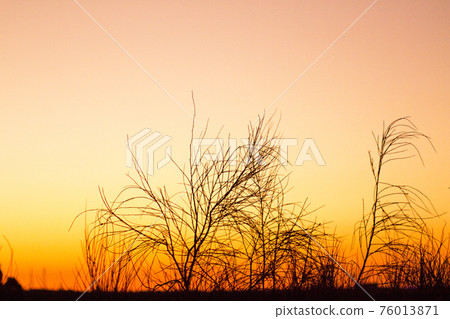 Sunset landscape with tree branches in silhouettes 76013871