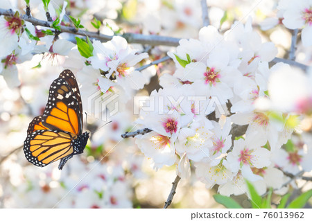 almond tree bloom almond tree bloom 76013962