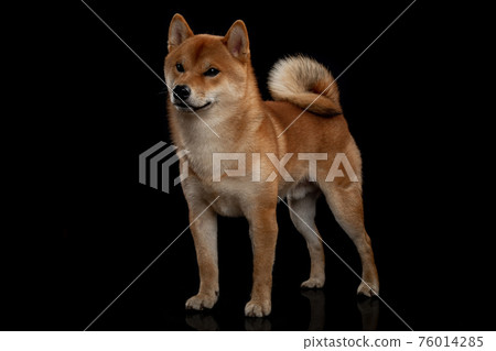 young red shiba inu boy 76014285
