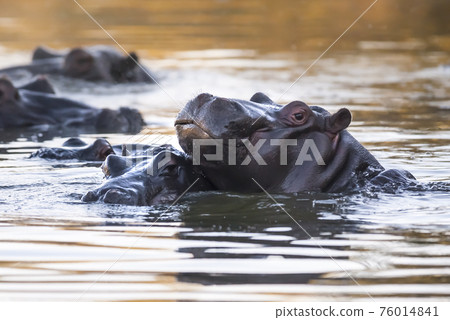 Playing Hippopotamus , Kruger National Park , Africa 76014841