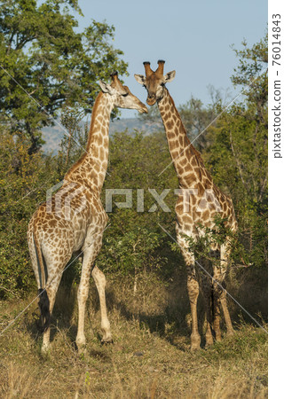 Giraffa, Kruger National Park Giraffa, Kruger National Park 76014843