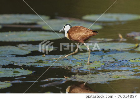 African jacana African jacana 76014857