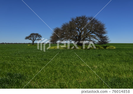 Calden Tree, Landscape,Pampas Calden Tree, Landscape,Pampas 76014858
