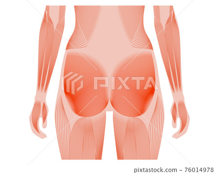 Muscular back concept 76014978