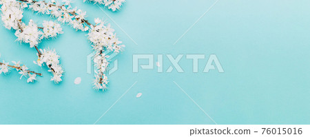 April floral nature. Spring blossom and may flowers on blue. For banner, branches of blossoming cherry against background. Dreamy romantic image, landscape panorama, copy space. 76015016